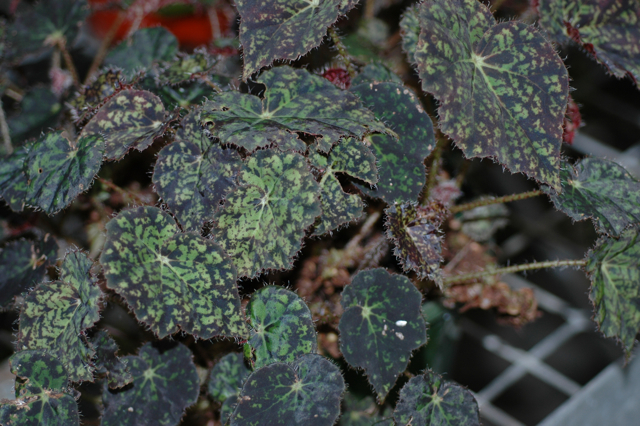 B. cristobalensis